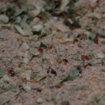 Permalink to: Chili Seasoning Chili Seasoning Photo