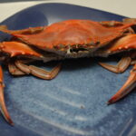 cooked crab photo