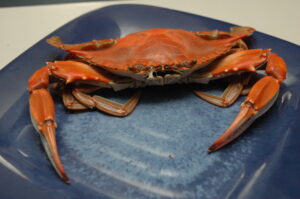 cooked crab photo