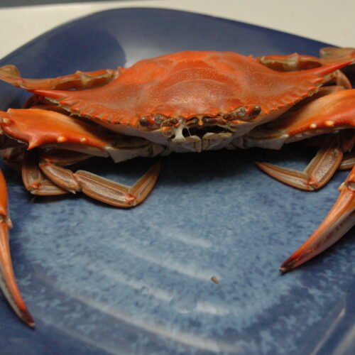 cooked crab photo